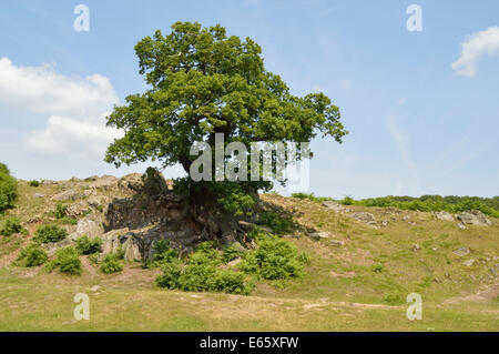 Eiche auf einem Felsvorsprung in Bradgate Park in Leicestershire Stockfoto