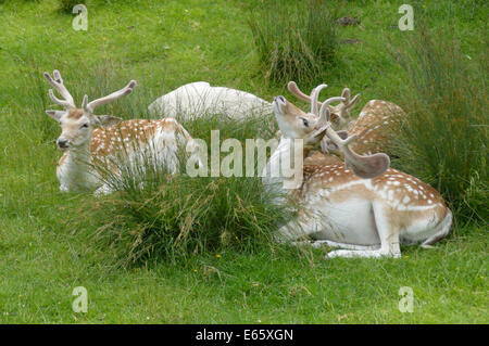 Damwild Standortwahl nach unten unter den Rasen bei Bradgate Park Leicestershire Stockfoto
