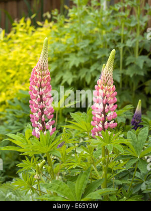 Lupin Blumen wachsen im englischen Cottage-Garten, Leicestershire, UK Stockfoto