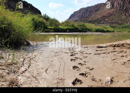 Frische schwarze Bärenspuren im Schlamm, Big Bend Ranch State Park, Texas, Vereinigte Staaten Stockfoto