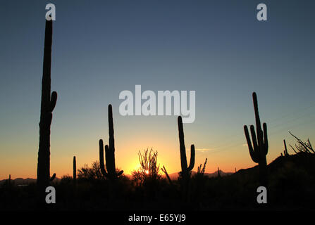 Sunset Over Saguaro National Park, Tucson, Arizona, Vereinigte Staaten von Amerika Stockfoto