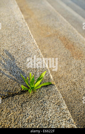 Grün Ableger Stockfoto