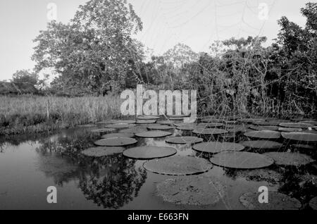 Riesigen Victoria Amazonica Wasser Seerosen im Amazonas-Gebiet von Loreto, in der Nähe von Iquitos, Peru Stockfoto