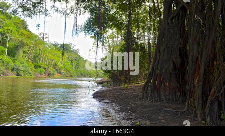 Baumwurzeln am Ufer der ein Nebenfluss des Amazonas, in der Nähe von Iquitos, Peru Stockfoto