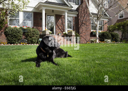 Schwarzer Labrador Hund und s Haus, USA Stockfoto