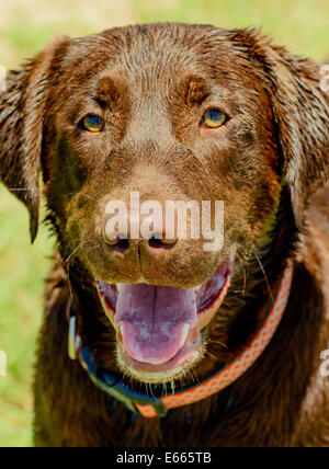 Chocolate Labrador Retriever spielen in einem park Stockfoto