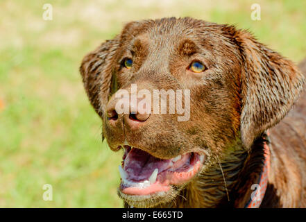 Chocolate Labrador Retriever spielen in einem park Stockfoto