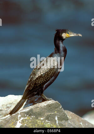 Kormoran - Phalacrocorax carbo Stockfoto