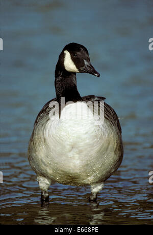 Kanada-Gans - Branta canadensis Stockfoto