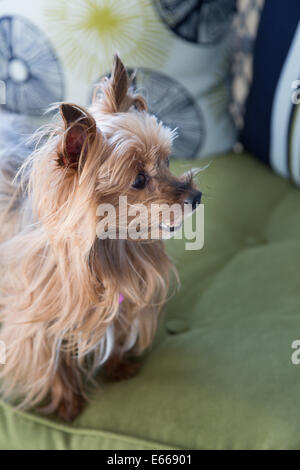 Yorkshire Terrier-Rasse-Hund Stockfoto