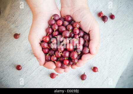 A frisch Obst Stachelbeeren in den Händen eines Mannes Stockfoto