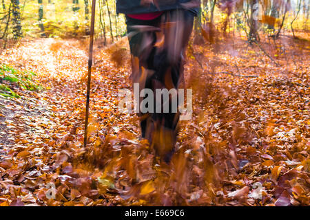 Beine des Mannes pflegen Herbst im Wald Nordic walking Stockfoto