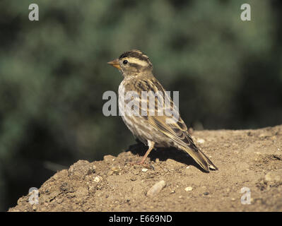 Rock-Sparrow - Petronia Petronia (Erwachsene) Stockfoto