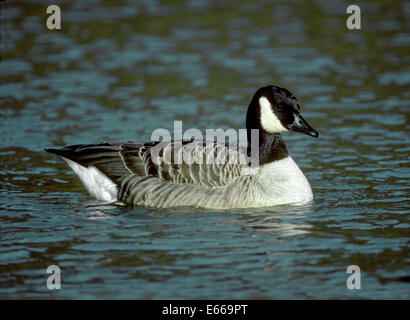 Kanada-Gans - Branta canadensis Stockfoto