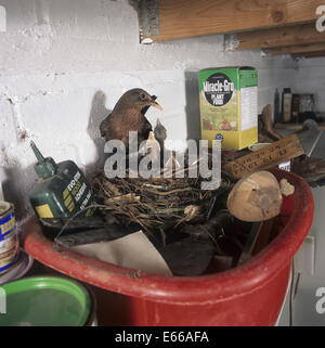 Blackbird - Turdus merula Stockfoto