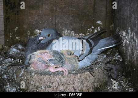 Wilde Taube mit Squab - Columba livia Stockfoto