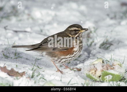 Redwing - Turdus iliacus Stockfoto