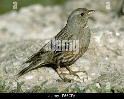 Alpine beobachtet - Prunella collaris Stockfoto