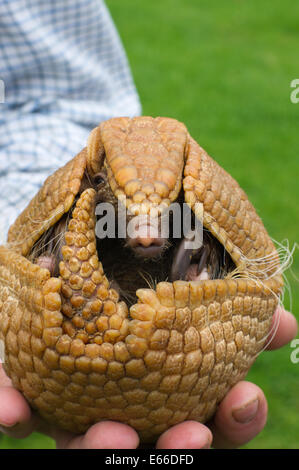 Brasilianische drei gebändert Armadillo. Stockfoto