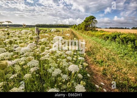 Wildblumen kennen als Queen Anne es Lace, wachsen entlang einem Feldweg in ländlichen Prince Edward Island, Kanada. Stockfoto