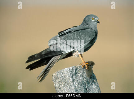 Montagu Harrier - Circus Pygargus - männlich Stockfoto