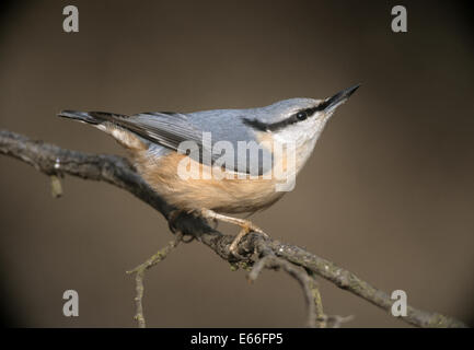 Kleiber - Sitta europaea Stockfoto