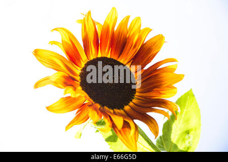 Sonnenblume Stockfoto