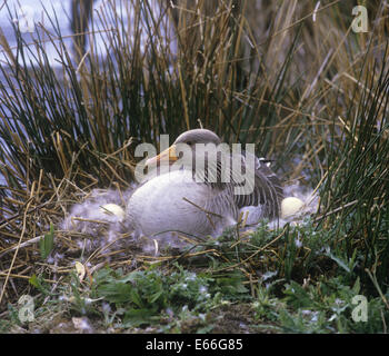 Graugans - Anser anser Stockfoto
