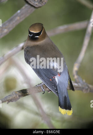 Zeder Seidenschwanz - Bombycilla cedrorum Stockfoto