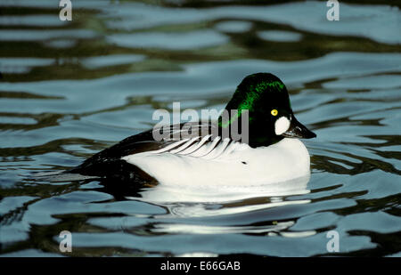 Goldeneye - Bucephala Clangula - männlich Stockfoto