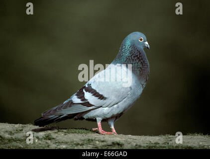 Wilde Taube oder Felsentaube - Columba livia Stockfoto