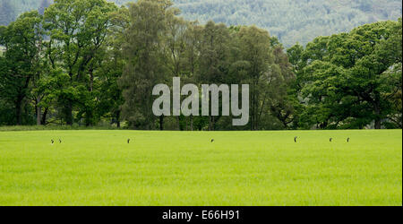 Sieben Kanadagänse in einem Feld mit nur ihre Köpfe über den Rasen. Highland Perthshire, Schottland. Stockfoto