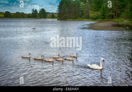 Höckerschwan und Cygnets schwimmen auf ein Loch Stockfoto