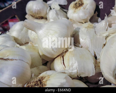 Frische Zwiebeln Knoblauch, Smiths Lebensmittel und Drogerie in Great Falls, Montana, USA Stockfoto