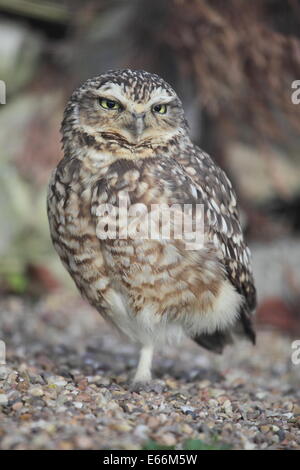 Kanincheneule Stockfoto