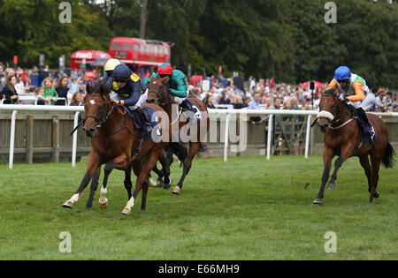 Newmarket, Großbritannien. 16. August 2014. Best of British Sporttag. Waffenkoffer unter Nicky Mackay The Racing Wohlfahrt EBF Hengste Maiden Stakes zu gewinnen. Bildnachweis: Aktion Plus Sport/Alamy Live-Nachrichten Stockfoto