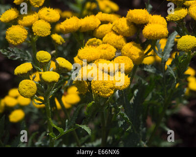 Rainfarn oder goldenen Knöpfen, Tanacetum Vulgare, Nahaufnahme von leuchtend gelben Blüten an einem sonnigen Sommertag Stockfoto