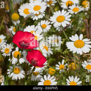 Gänseblümchen wachsen wild in einem Feld mit roten Blüten stehen aus der Menge Stockfoto