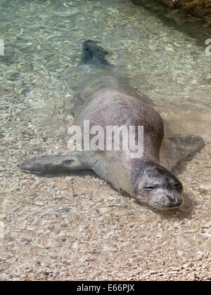 Mittelmeer-Mönchsrobbe entspannen am Meer Untiefen Stockfoto