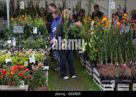 Southport, Merseyside, UK. 16. August 2014. Anlage Käufern auf Großbritanniens größte unabhängige Flower Show, die feiert seinen 85. Jahr mit einer Riotous Karneval - wie Feier aller Dinge in Lateinamerika. Stockfoto
