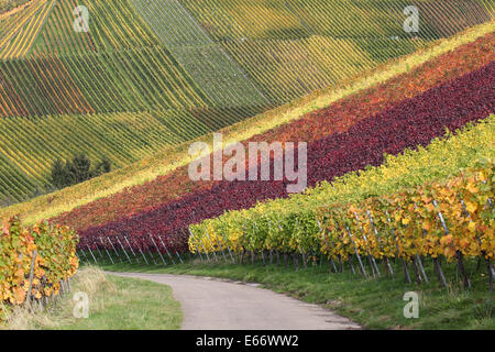 Landschaft im Herbst mit bunten Weinreben und Weintrauben Stockfoto