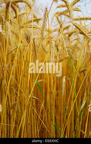 Ähren close-up. Triticale, eine Kreuzung aus Weizen und Roggen wächst auf einem Feld. Stockfoto