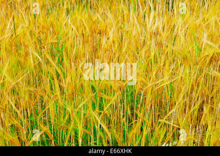 Ähren. Triticale, eine Kreuzung aus Weizen und Roggen wächst auf einem Feld. Stockfoto