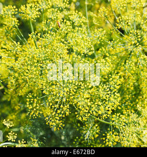 über Ansicht der gelben Blüten auf blühenden Dill im Garten im Sommer Stockfoto