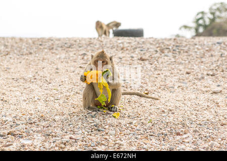 Kleiner Affe isst rohes Mango am Strand. Stockfoto