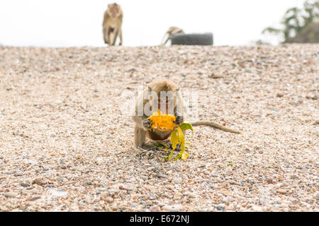 Kleiner Affe isst rohes Mango am Strand. Stockfoto