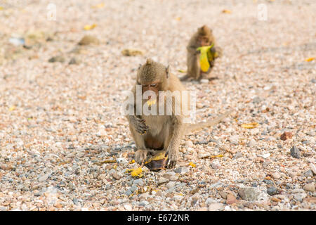 Kleiner Affe isst rohes Mango am Strand. Stockfoto