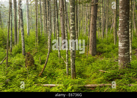 Einem üppigen immergrünen Wald in der Nähe von Ferds Moor in den Adirondack Mountains of New York Stockfoto