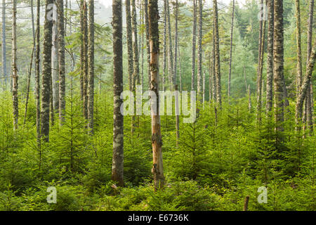 Einem üppigen immergrünen Wald in der Nähe von Ferds Moor in den Adirondack Mountains of New York. Stockfoto