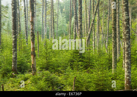 Einem üppigen immergrünen Wald in der Nähe von Ferds Moor in den Adirondack Mountains of New York. Stockfoto